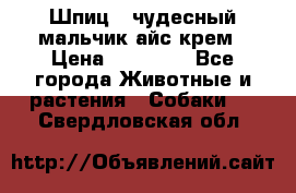 Шпиц - чудесный мальчик айс-крем › Цена ­ 20 000 - Все города Животные и растения » Собаки   . Свердловская обл.